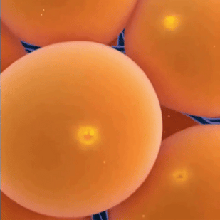 Hormone Optimization