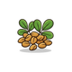 Fenugreek